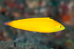 BD-130330-Tulamben-8107-Halichoeres-leucoxantheus.-Randall---Smith.-1982-[Canarytop-wrasse].jpg